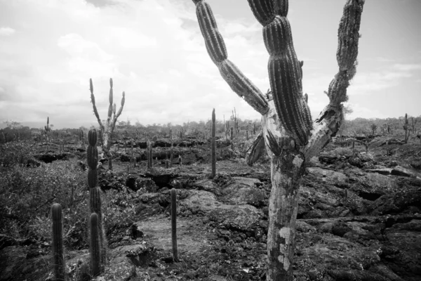 Cactus Las Tintoreras Una Cadena Islotes Llenos Calas Playas Escondidas —  Fotos de Stock