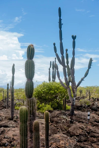 Las Tintoreras 'ın güzel manzarası. Koyla ve gizli plajlarla dolu küçük adalar zinciri. Galapagos Adaları, Ekvador
