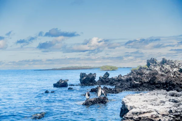 Чудовий Краєвид Лас Тінторерс Ланцюг Невеликих Острівців Заповнених Бухтою Прихованими — стокове фото