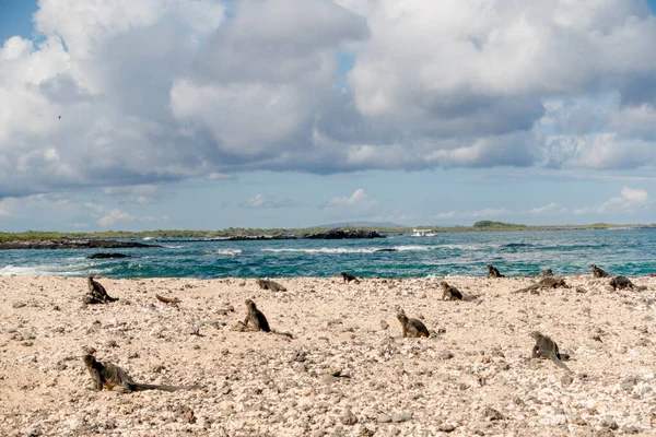 Дикі Рептилії Повзуть Пляжі Лас Тінторерах Галапагоські Острови Еквадор — стокове фото
