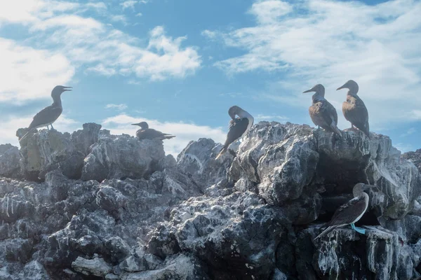 厄瓜多尔加拉帕戈斯群岛岩石上栖息的鸟群 — 图库照片