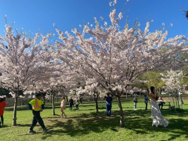 7 Mayıs 2022 - Toronto Trinity Bellwood Park 'ı ziyaret eden insanlar Kiraz Çiçekleri ağaçlarını görmeye gittiler..