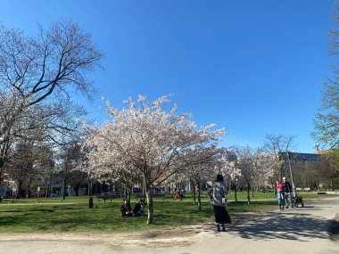 7 Mayıs 2022 - Toronto Trinity Bellwood Park 'ı ziyaret eden insanlar Kiraz Çiçekleri ağaçlarını görmeye gittiler..