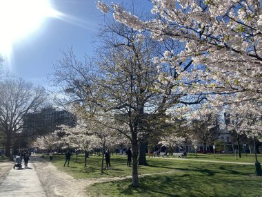 7 Mayıs 2022 - Toronto Trinity Bellwood Park 'ı ziyaret eden insanlar Kiraz Çiçekleri ağaçlarını görmeye gittiler..