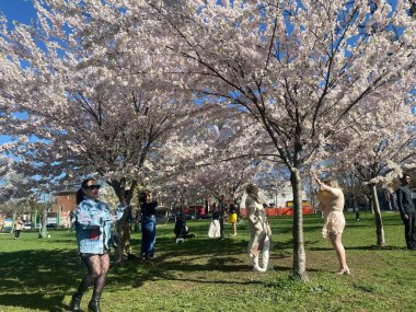 7 Mayıs 2022 - Toronto Trinity Bellwood Park 'ı ziyaret eden insanlar Kiraz Çiçekleri ağaçlarını görmeye gittiler..