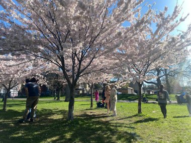 7 Mayıs 2022 - Toronto Trinity Bellwood Park 'ı ziyaret eden insanlar Kiraz Çiçekleri ağaçlarını görmeye gittiler..