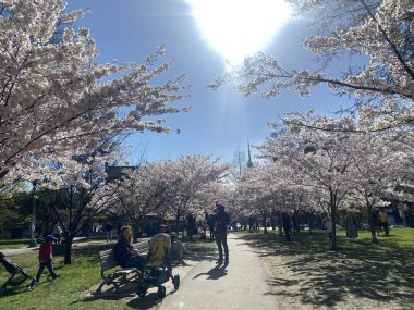 7 Mayıs 2022 - Toronto Trinity Bellwood Park 'ı ziyaret eden insanlar Kiraz Çiçekleri ağaçlarını görmeye gittiler..
