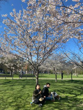 7 Mayıs 2022 - Toronto Trinity Bellwood Park 'ı ziyaret eden insanlar Kiraz Çiçekleri ağaçlarını görmeye gittiler..