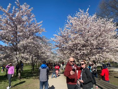7 Mayıs 2022 - Toronto Trinity Bellwood Park 'ı ziyaret eden insanlar Kiraz Çiçekleri ağaçlarını görmeye gittiler..