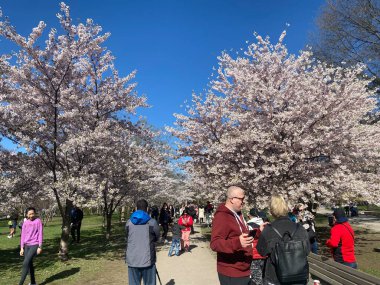 7 Mayıs 2022 - Toronto Trinity Bellwood Park 'ı ziyaret eden insanlar Kiraz Çiçekleri ağaçlarını görmeye gittiler..