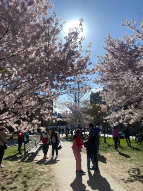 7 Mayıs 2022 - Toronto Trinity Bellwood Park 'ı ziyaret eden insanlar Kiraz Çiçekleri ağaçlarını görmeye gittiler..
