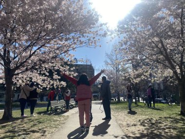 7 Mayıs 2022 - Toronto Trinity Bellwood Park 'ı ziyaret eden insanlar Kiraz Çiçekleri ağaçlarını görmeye gittiler..