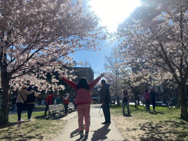 7 Mayıs 2022 - Toronto Trinity Bellwood Park 'ı ziyaret eden insanlar Kiraz Çiçekleri ağaçlarını görmeye gittiler..
