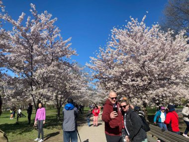 7 Mayıs 2022 - Toronto Trinity Bellwood Park 'ı ziyaret eden insanlar Kiraz Çiçekleri ağaçlarını görmeye gittiler..