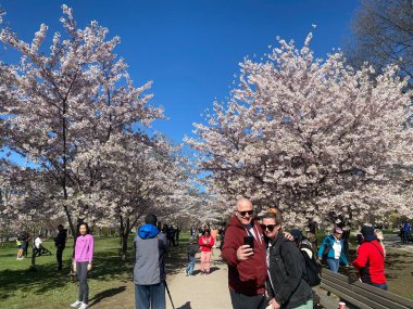 7 Mayıs 2022 - Toronto Trinity Bellwood Park 'ı ziyaret eden insanlar Kiraz Çiçekleri ağaçlarını görmeye gittiler..