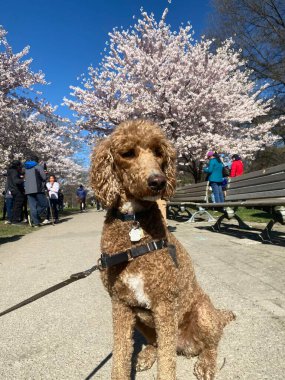 May 7, 2022 - Toronto - People visiting Trinity Bellwoods Park to see the Cherry Blossoms trees, which are now in full bloom.