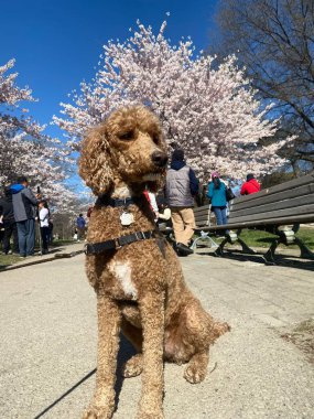 May 7, 2022 - Toronto - People visiting Trinity Bellwoods Park to see the Cherry Blossoms trees, which are now in full bloom.