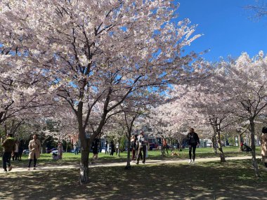 7 Mayıs 2022 - Toronto Trinity Bellwood Park 'ı ziyaret eden insanlar Kiraz Çiçekleri ağaçlarını görmeye gittiler..