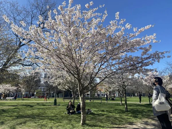 7 Mayıs 2022 - Toronto Trinity Bellwood Park 'ı ziyaret eden insanlar Kiraz Çiçekleri ağaçlarını görmeye gittiler..