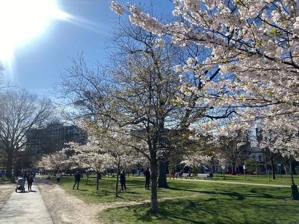 Mayıs 2022 Toronto Trinity Bellwood Park Ziyaret Eden Insanlar Kiraz — Stok fotoğraf