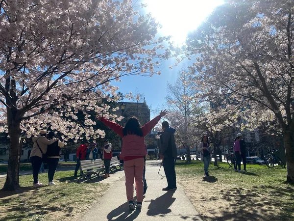 7 Mayıs 2022 - Toronto Trinity Bellwood Park 'ı ziyaret eden insanlar Kiraz Çiçekleri ağaçlarını görmeye gittiler..