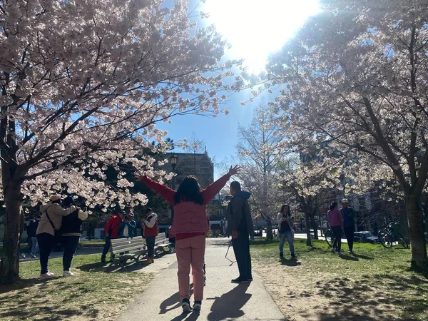 7 Mayıs 2022 - Toronto Trinity Bellwood Park 'ı ziyaret eden insanlar Kiraz Çiçekleri ağaçlarını görmeye gittiler..