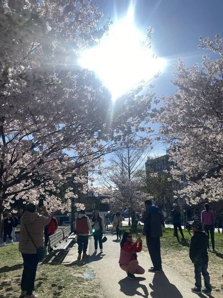 7 Mayıs 2022 - Toronto Trinity Bellwood Park 'ı ziyaret eden insanlar Kiraz Çiçekleri ağaçlarını görmeye gittiler..