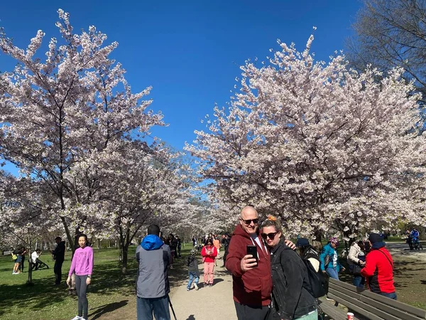 7 Mayıs 2022 - Toronto Trinity Bellwood Park 'ı ziyaret eden insanlar Kiraz Çiçekleri ağaçlarını görmeye gittiler..