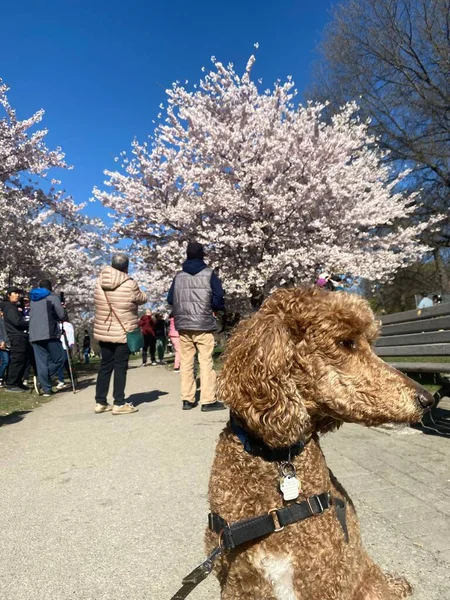 May 2022 Toronto People Visiting Trinity Bellwoods Park See Cherry — Foto de Stock