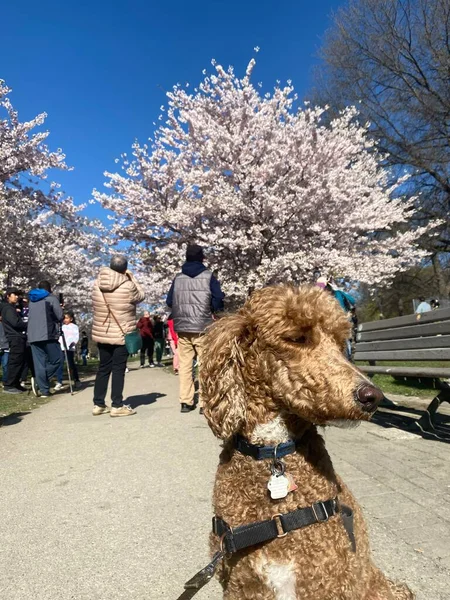 May 2022 Toronto People Visiting Trinity Bellwoods Park See Cherry — Stockfoto