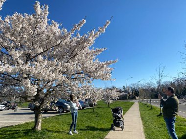 Toronto 'da 9 Mayıs 2022' de kiraz ağaçları çiçek açtı..