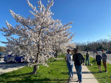 Toronto 'da 9 Mayıs 2022' de kiraz ağaçları çiçek açtı..