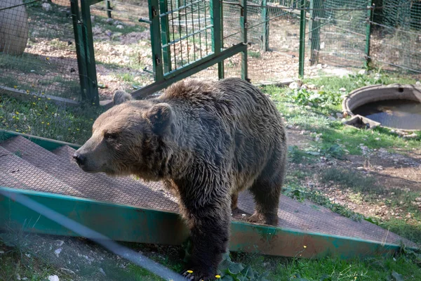 Европейский Бурый Медведь Неволе Закрытой Зоне Дикой Природы — стоковое фото