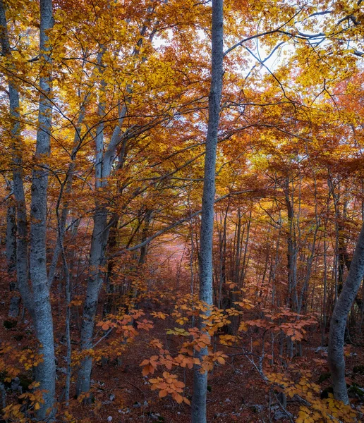 Paisagem Montanha Com Cores Outono Floresta Faia Com Folhagem Seca — Fotografia de Stock