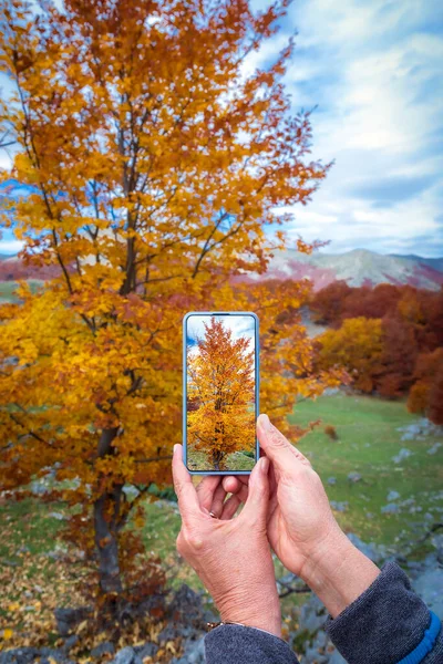 在秋天 徒步旅行者用手机给树上的树叶拍照 — 图库照片