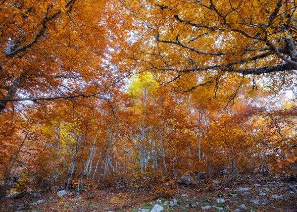 Paisagem Montanha Com Cores Outono Floresta Faia Com Folhagem Seca — Fotografia de Stock