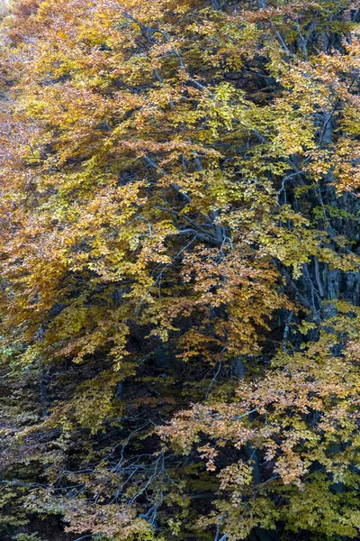 Гірський Пейзаж Осінніми Кольорами Буковий Ліс Сухим Листям — стокове фото