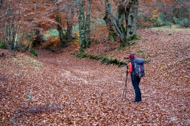 Yürüyüşçüler, sonbahar mevsiminde ağaçların yapraklarını cep telefonuyla çekiyorlar..