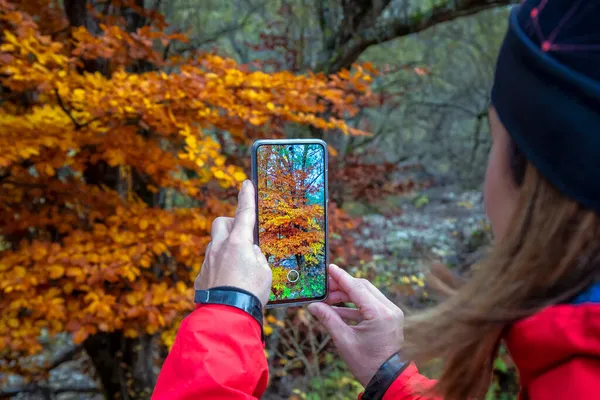 在秋天 徒步旅行者用手机给树上的树叶拍照 — 图库照片