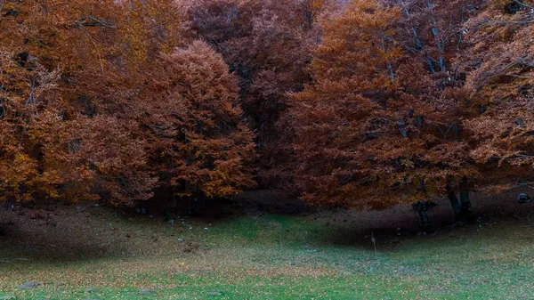 Bergslandskap Med Höstfärger Bokskog Med Torrt Lövverk — Stockfoto