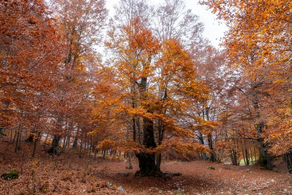 Sonbahar Renkleriyle Dağ Manzarası Kuru Yapraklarla Kayın Ormanı — Stok fotoğraf