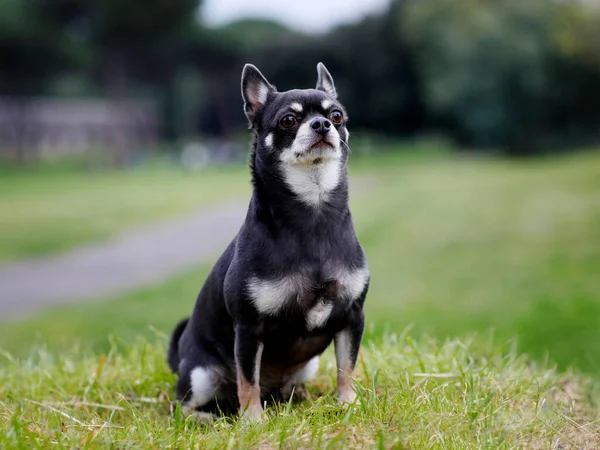 Short Haired Chihuahua Breed Dog Dark Gray Color Chihuahua Dog — Stock Photo, Image