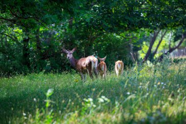 Anne, yavrusuyla birlikte ormandaki otları otlatıyor. Olası yırtıcıları bulmak için her zaman dikkatli oluyor..