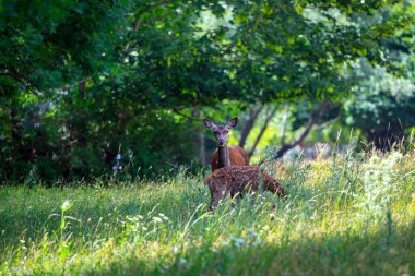 Anne, yavrusuyla birlikte ormandaki otları otlatıyor. Olası yırtıcıları bulmak için her zaman dikkatli oluyor..