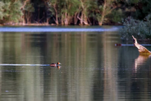Great Crested Grebe Bird Prefers Freshwater Ponds Partially Sedentary Nesting — Fotografie, imagine de stoc