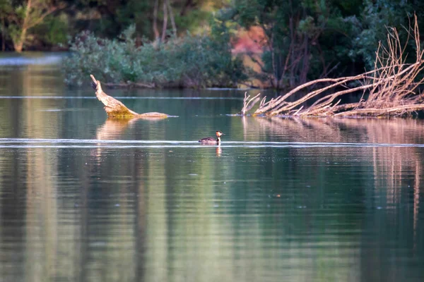 Den Stora Crested Grebe Fågel Som Föredrar Sötvattensdammar Det Delvis — Stockfoto