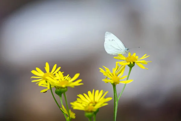 Farfalla Bianca Poggia Sul Fiore Giallo Alcune Margherite Presso Fiume — Foto Stock