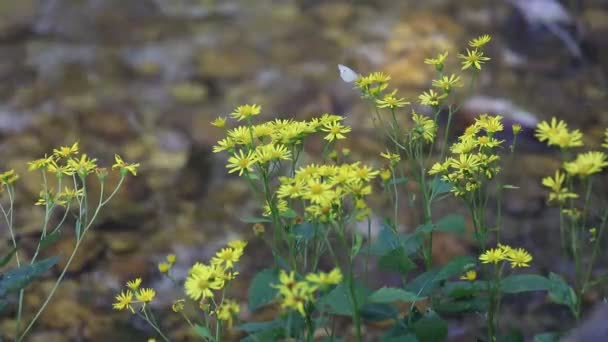 Fehér Pillangó Nyugszik Sárga Virág Néhány Százszorszépek Folyó Mellett — Stock videók