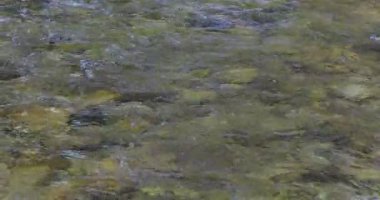 Temiz ve şeffaf su nehir yatağındaki çakıl taşlarının üzerinden akıyor.. 