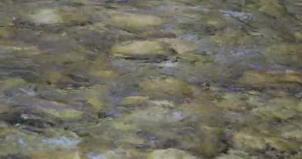 Clear Transparent Water Flows Pebbles River Bed — Vídeo de Stock